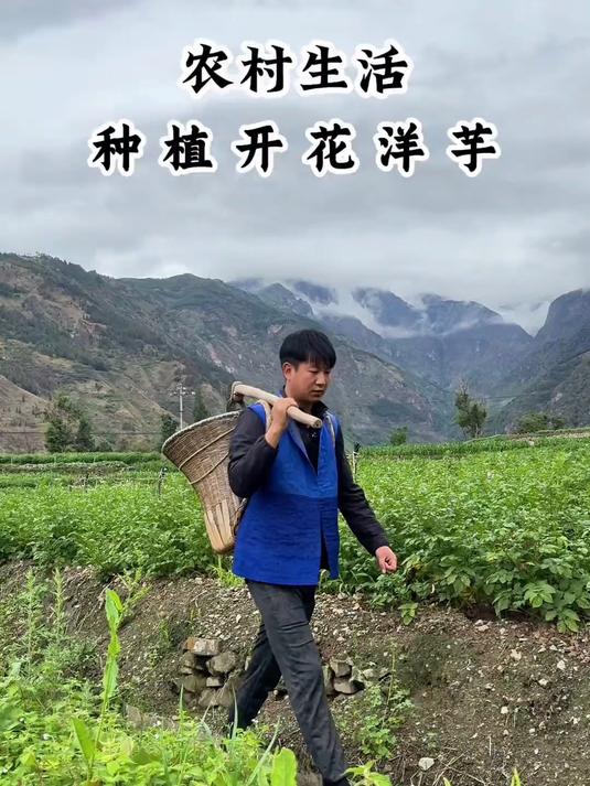 用镜头记录洋芋的生长过程!