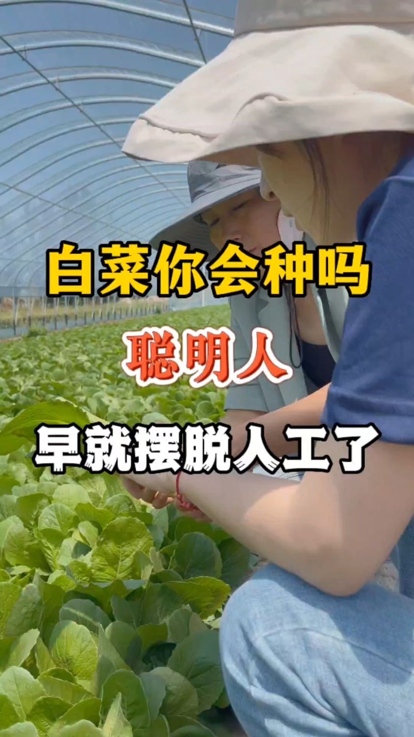 白菜你会种吗?聪明人早已经不用人工了,你知道他们是怎么种的吗?超大种子编织机