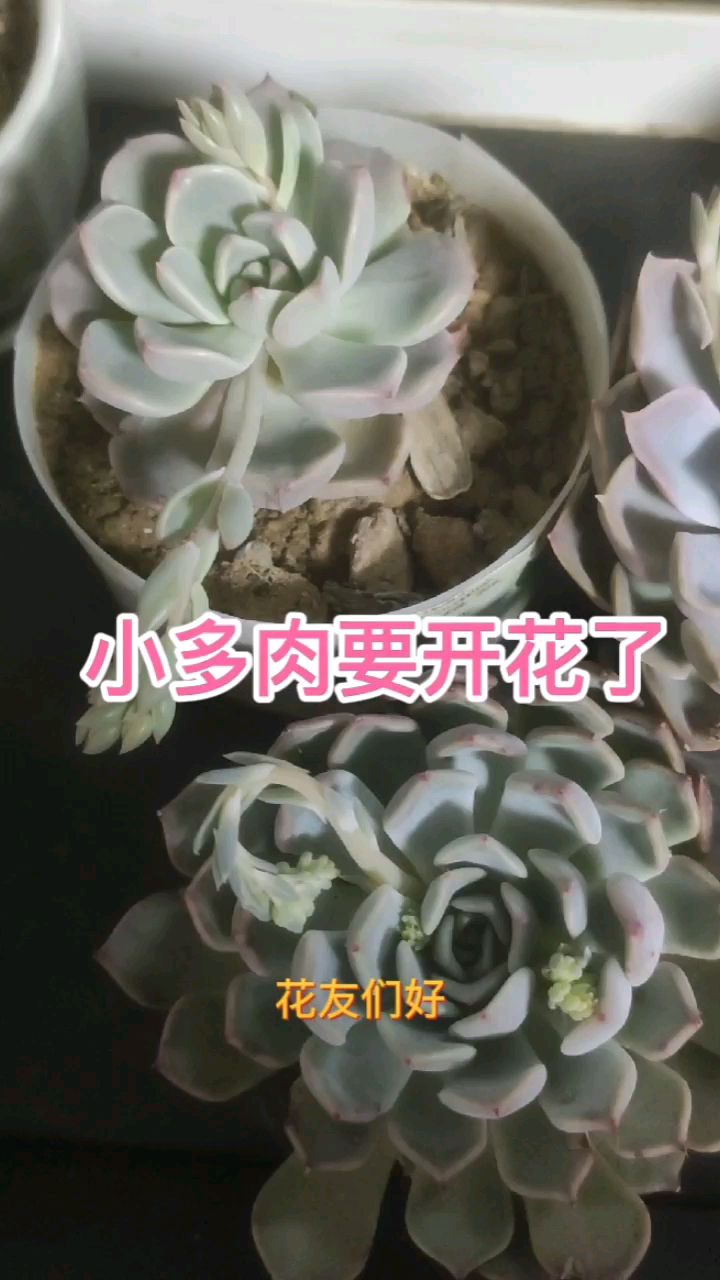 三种小多肉要开花了,多肉开花寓意好,你的开花了吗?