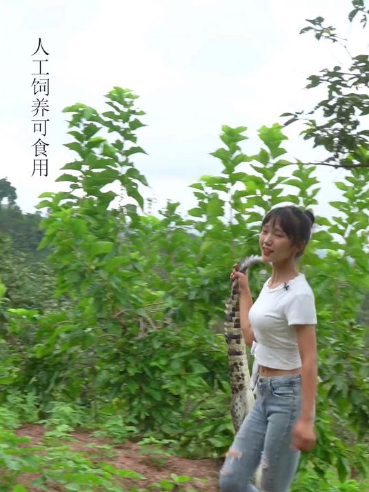 今天花了580买了一条人工养殖的鳄鱼,没想到鳄鱼还能这样做