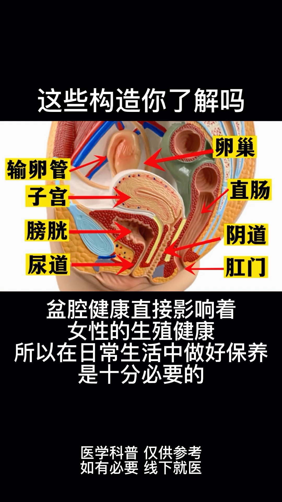 直接影响女性健康的身体构造,你了解吗?