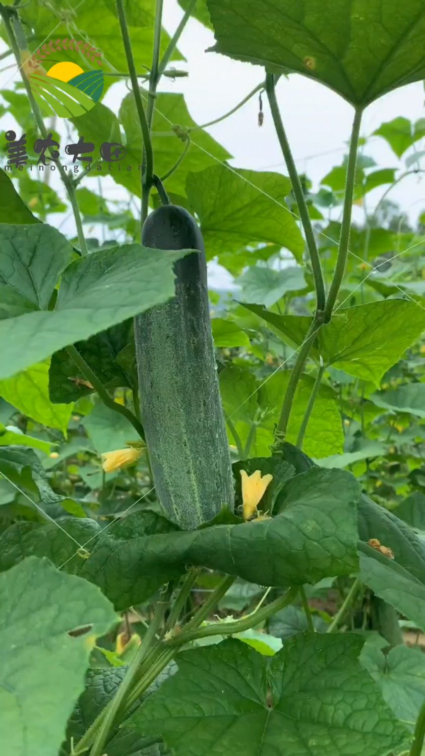 #农业 #三农 #有机蔬菜,为什么越来越多的人吃有机蔬菜?