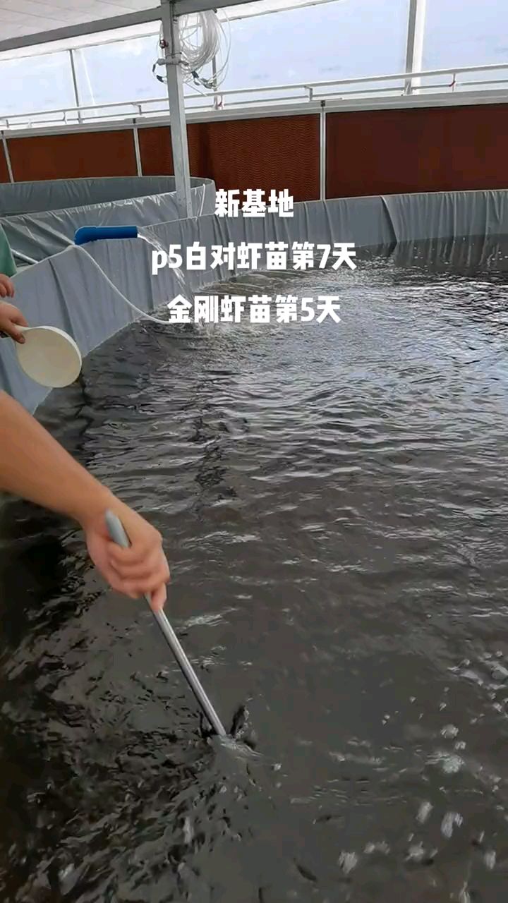 #南美白对虾 #金刚虾斑节虾内地循环水,工厂化养虾技术风险大,投资请慎重