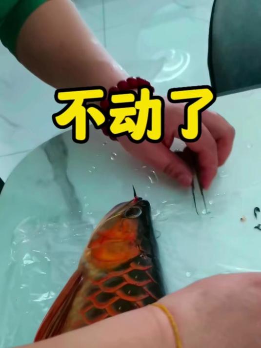 观赏鱼 龙鱼 红龙鱼
