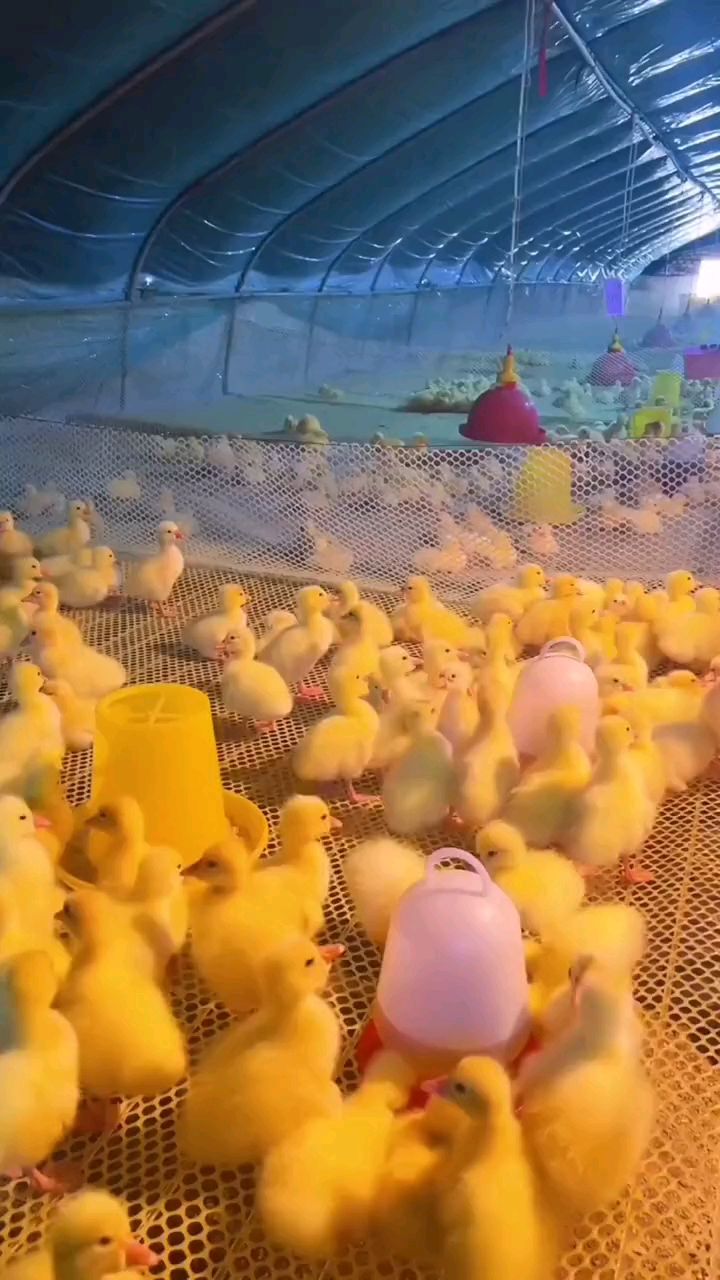 小鹅如何分公母