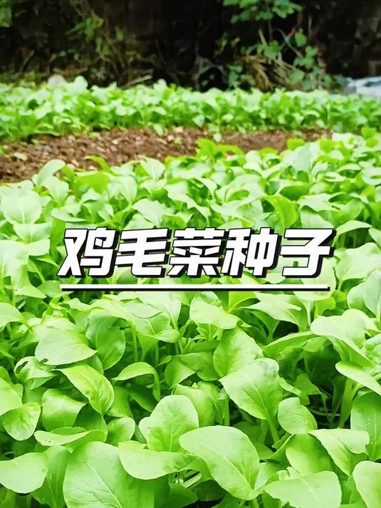 一年四季随吃随摘!鸡毛菜长得快、营养高,种一次吃一整年!