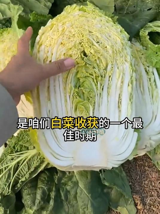 霜降过后白菜还长吗?最佳收获期是什么时候?白菜冬天该如何保存