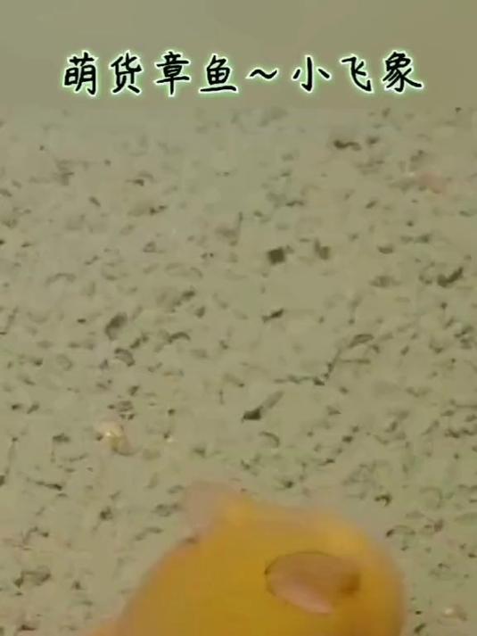 小飞象章鱼