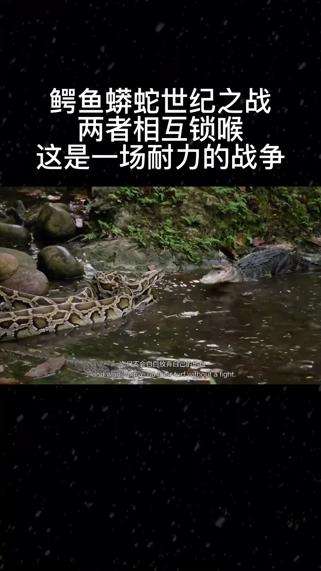 鳄鱼与蟒蛇的世纪大战,两个都很强,谁能站到最后呢。
