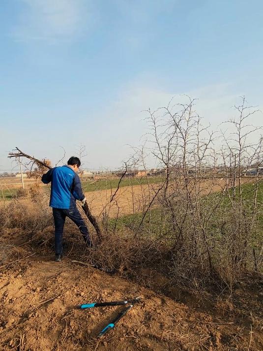 野生酸枣树,木制不错,侵略性太强