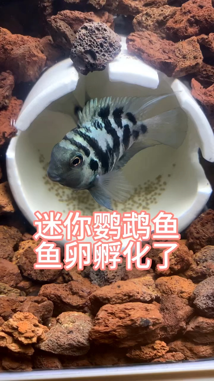 迷你鹦鹉鱼鱼卵孵化了