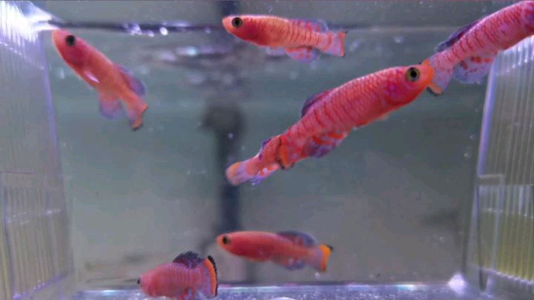 观赏鱼欣赏之漂亮宝贝