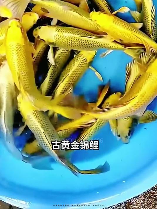 年画鲤鱼成精啦!高贵耀眼超金疙瘩,家养闪闪金