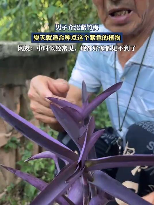 男子介绍紫竹梅,夏天就适合种点这个紫色的植物