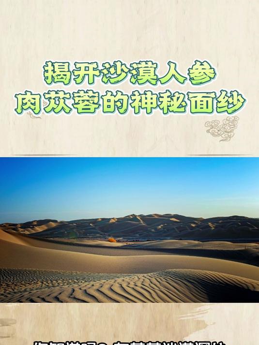 揭开沙漠人参肉苁蓉的神秘面纱