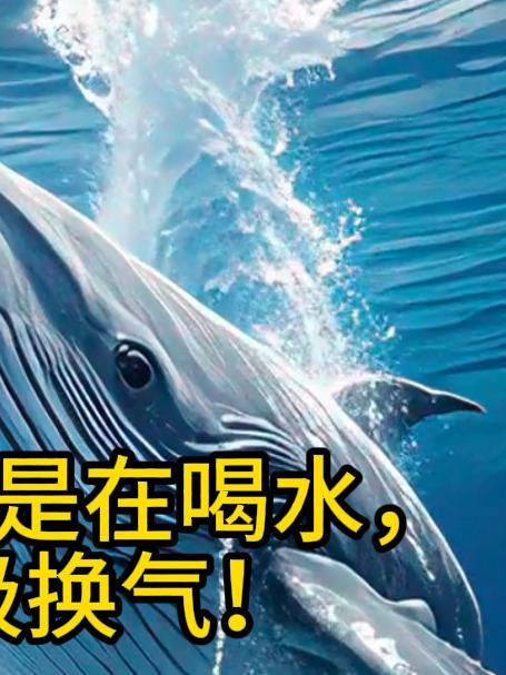 鲸鱼 “喷水” 不是在喝水,是在呼吸换气!