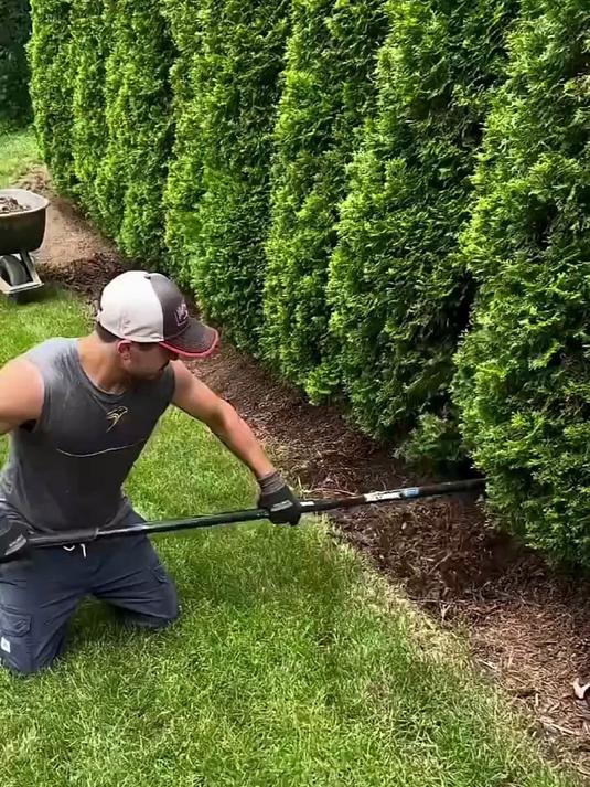 #AI中国年我的春节故事#保护植物最简单的方法