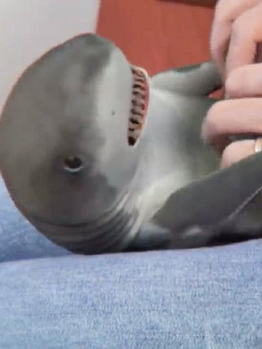 我见过最可爱的小鲨鱼,和主人做起游戏非常呆萌,你想养一只么?