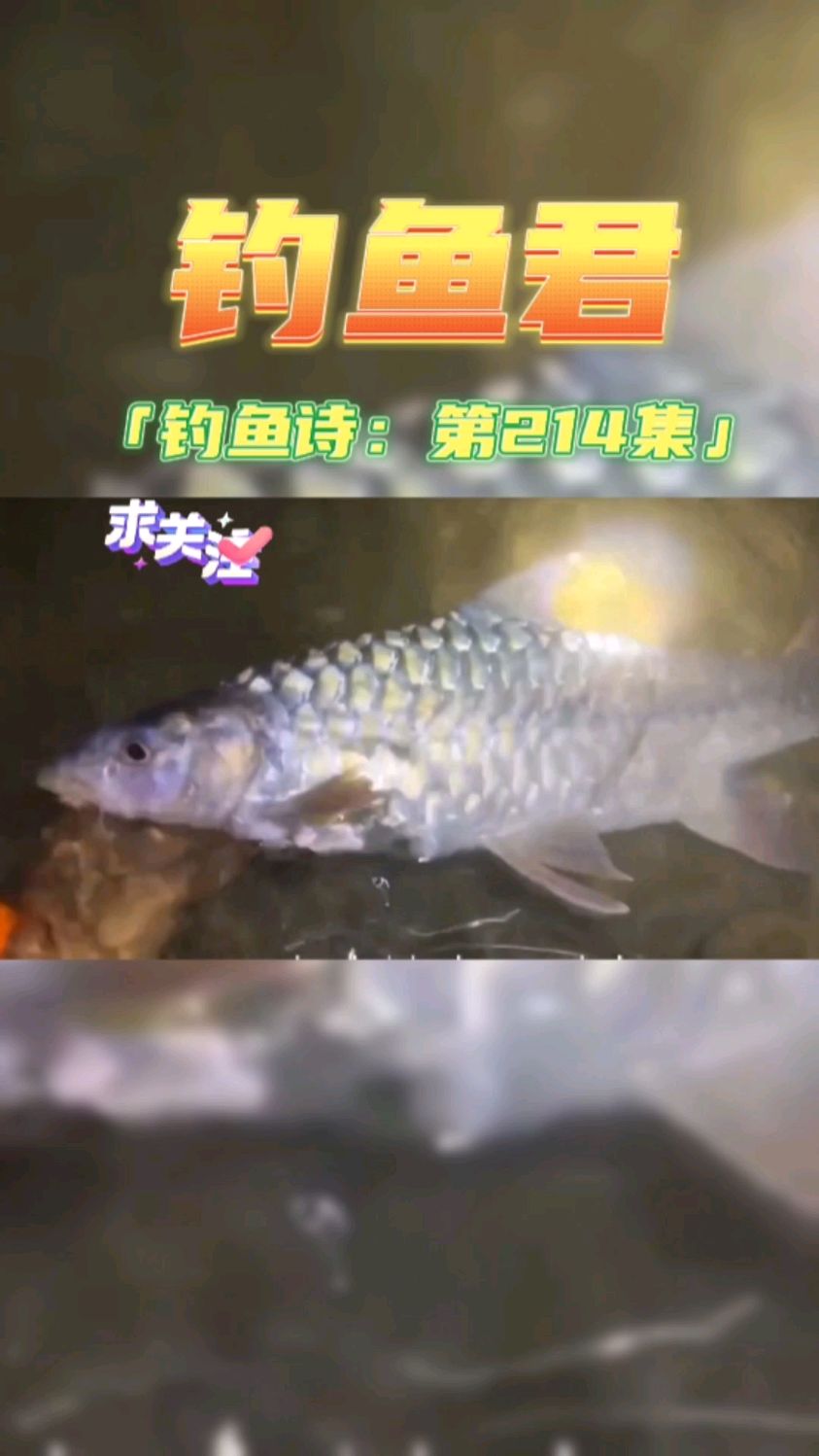 钓鱼君之钓鱼口诀:第214集(钓红翅鱼)鱼类百科 钓过此鱼吗