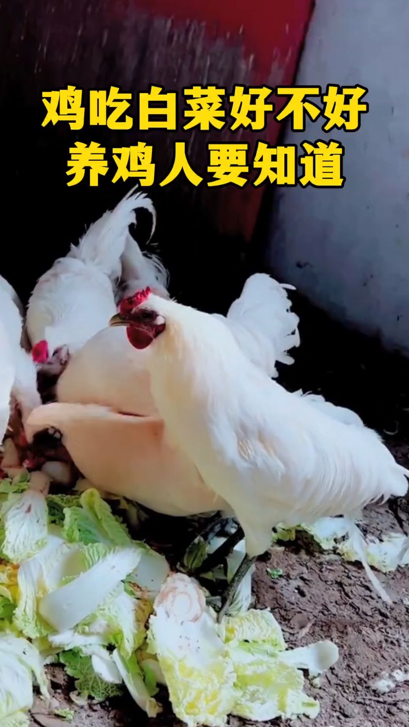 鸡吃白菜究竟是好还是坏
