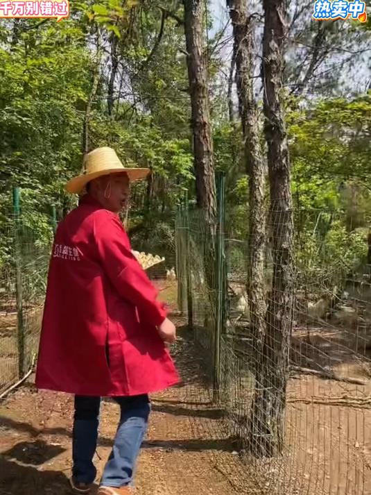 好山好水生好蛋_深山里的白凤乌骨鸡蛋来自大自然的馈赠