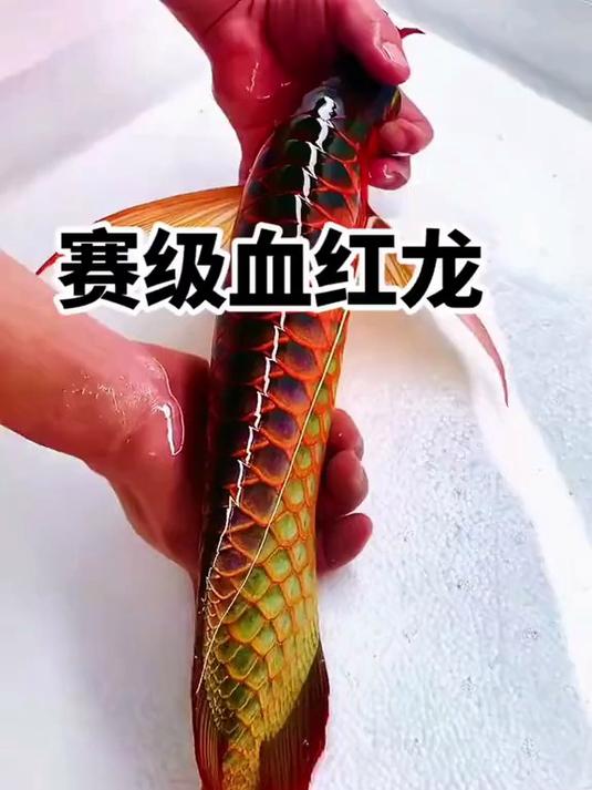 红龙 _龙鱼观赏鱼 _龙鱼,血红发色,纯白灯,太漂亮
