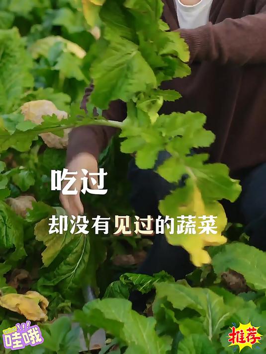 正宗涪陵榨菜丝美味下饭菜真的太好吃了!