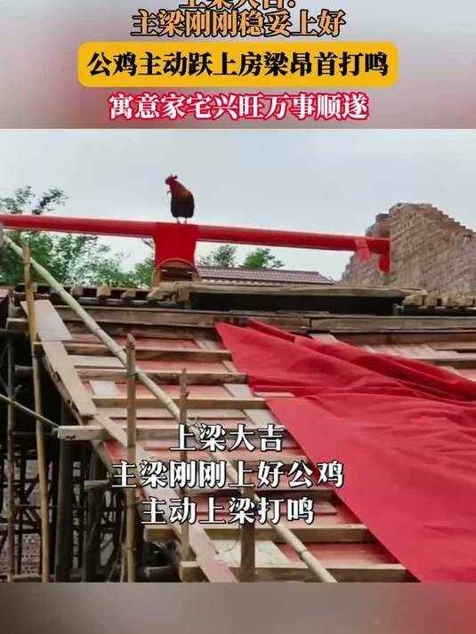 上梁大吉！主梁刚刚稳妥上好，公鸡主动跃上房梁昂首打鸣，寓意家宅兴旺万事顺遂