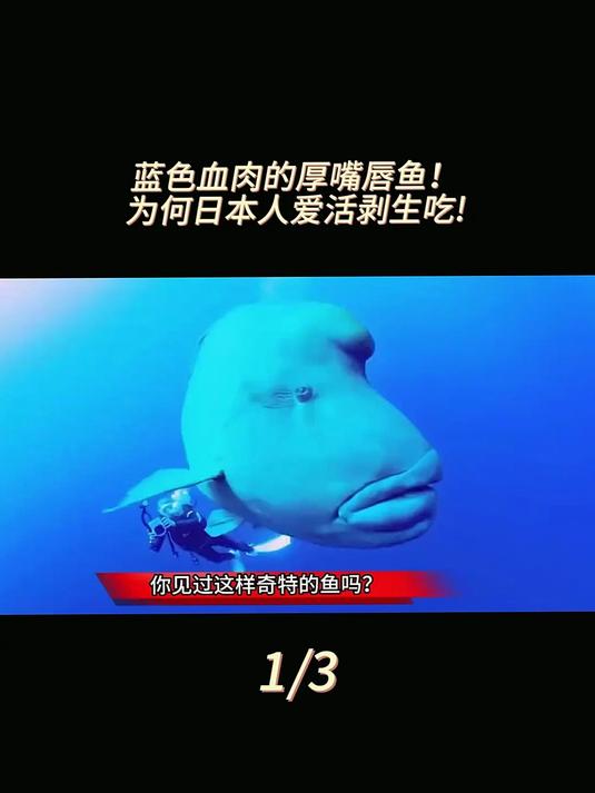 你见过长得像阿凡达的鱼吗?样貌丑陋奇特,还是蓝色血肉!