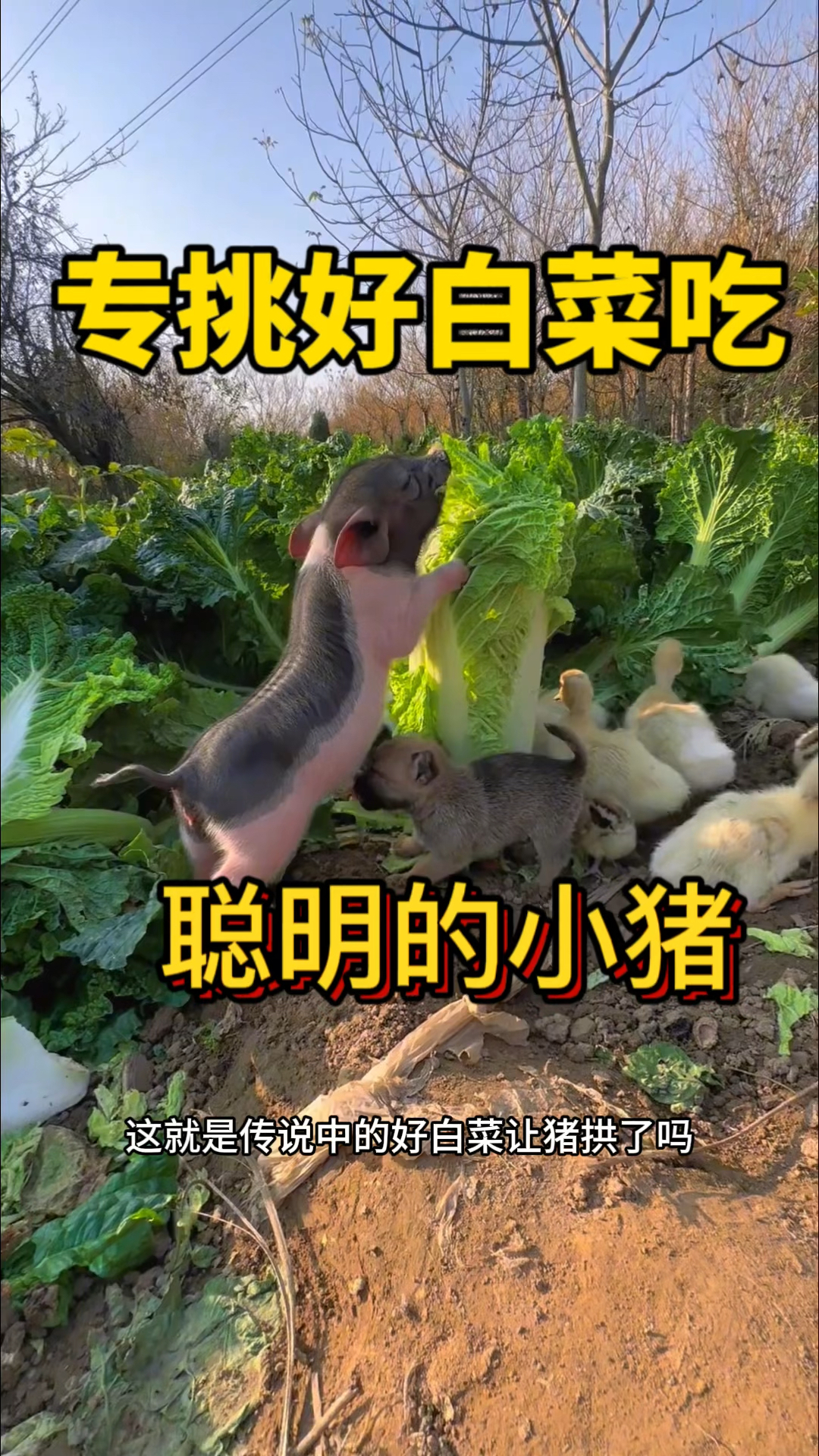 聪明的小猪,专挑好白菜