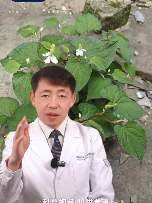 鱼腥草可用于缓解多种皮肤瘙痒，是天然的止痒良药