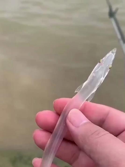 完全透明的鱼儿
