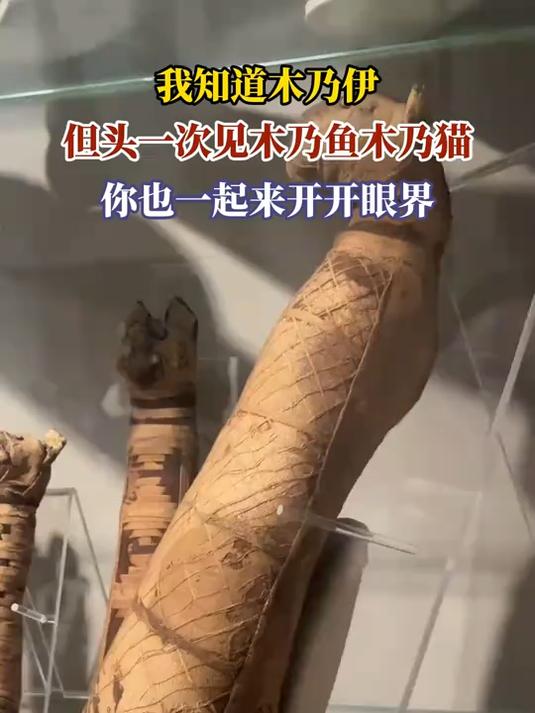 我知道木乃伊,但头一次见木乃鱼木乃猫,你也一起来开开眼界