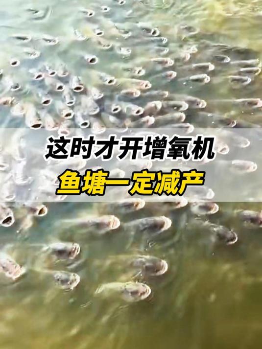 这时开增氧机,鱼塘一定减产