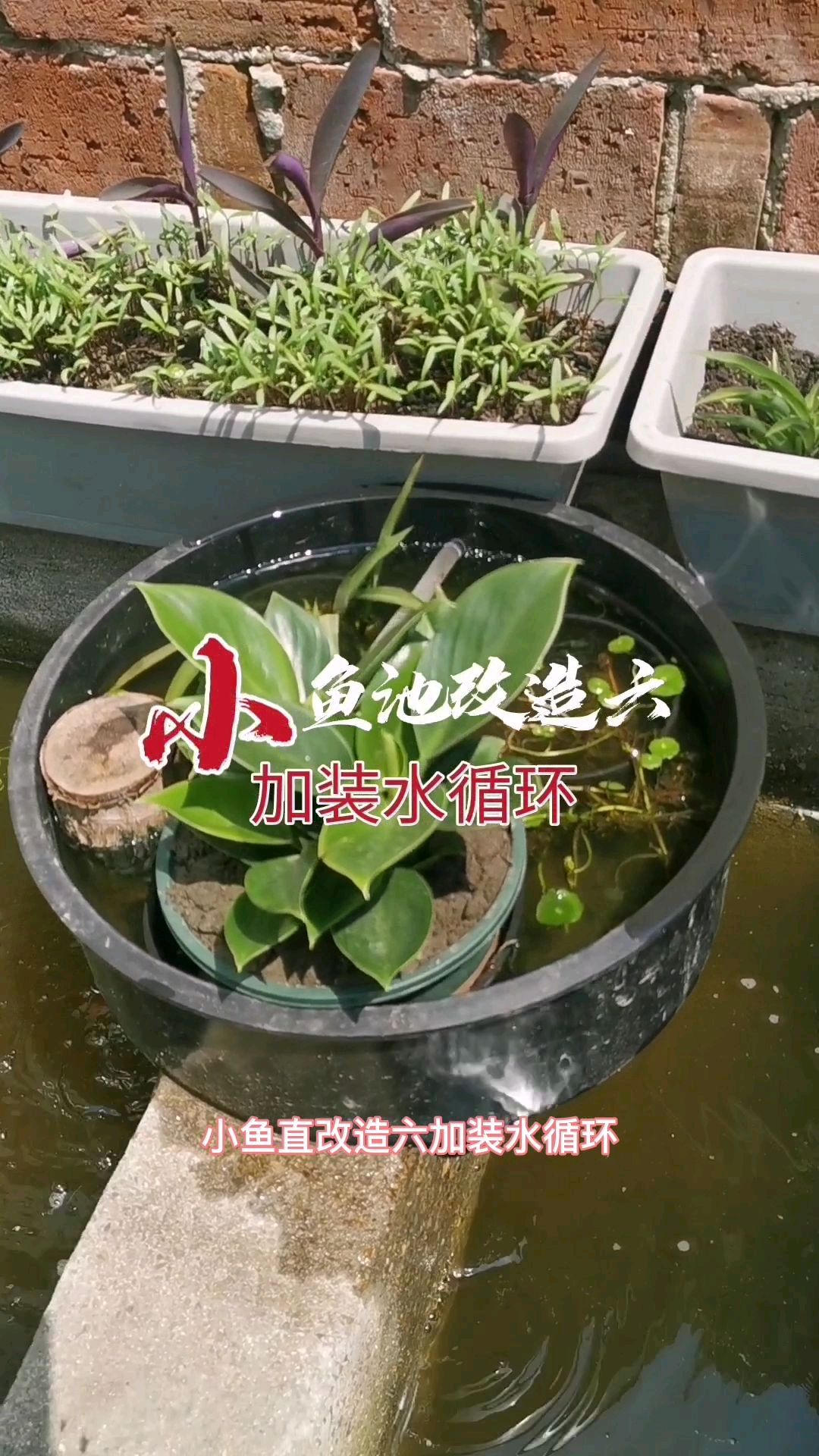 小鱼池改造六加装水循环