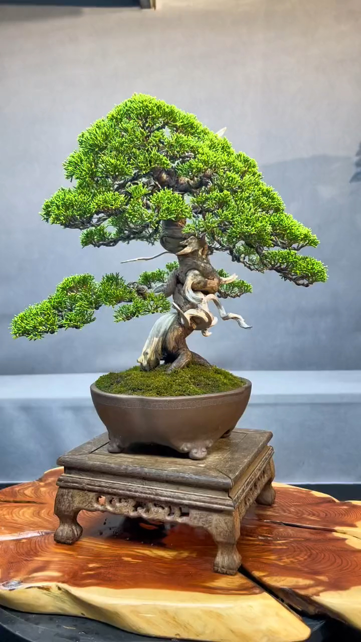 系鱼川真柏盆景