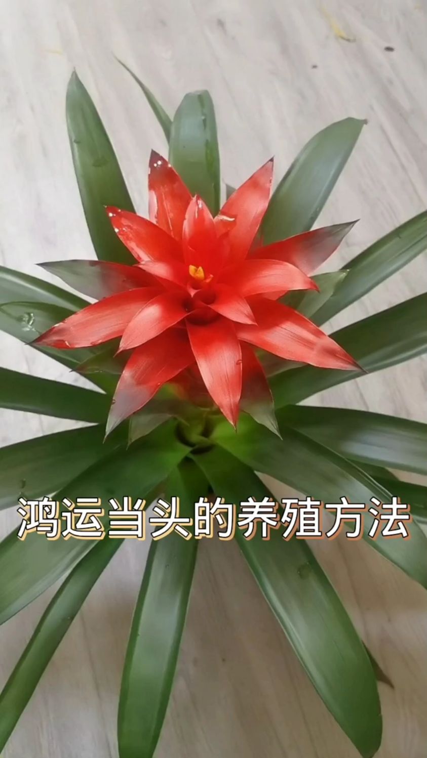鸿运当头的养殖方法