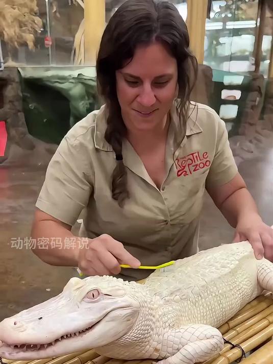 女子给白色鳄鱼刷身子