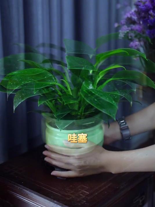 民宿特色亮点,金钻盆栽别具一格,吸引游客来打卡!
