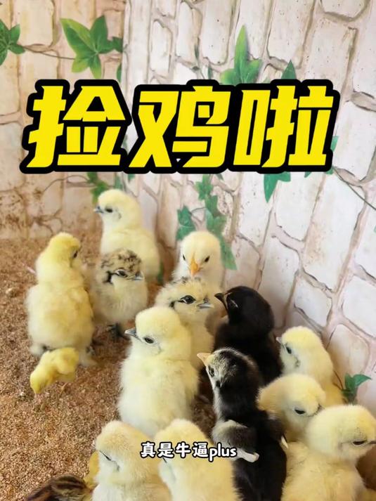 捡鸡啦捡鸡啦，希尔、婆罗门、无量山、斗鸡、芦丁鸡都出壳啦