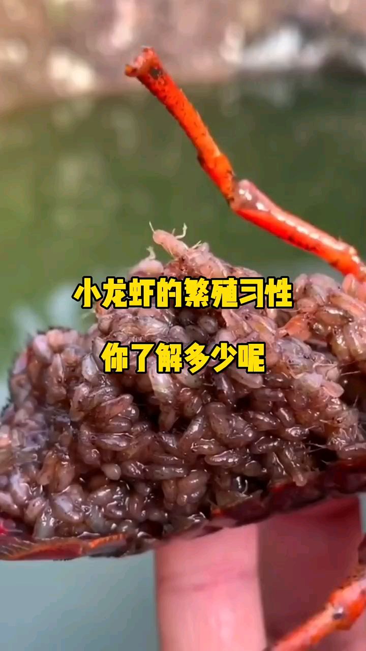小龙虾繁殖习性你了解多少