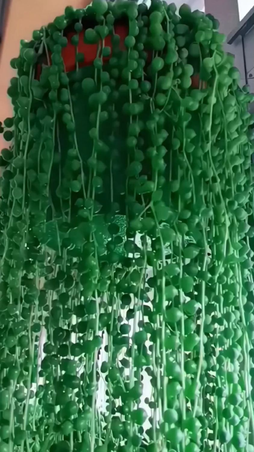 佛珠多肉吊兰,你喜欢吗?