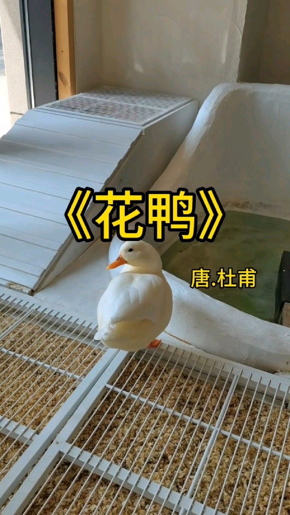 《花鸭》杜甫借咏物以自咏、借物说事,情感含蓄蕴藉。展现了作者“疾恶如仇”的性格!