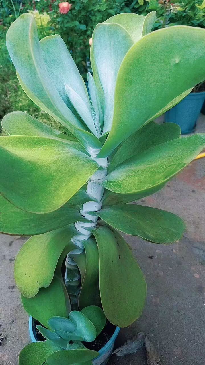 巨无霸多肉唐印,景天科伽蓝菜属多年生大型种多肉