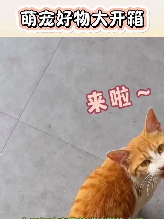 爱宠必备,猫生鱼油猫条,宠爱加倍,健康不打烊!