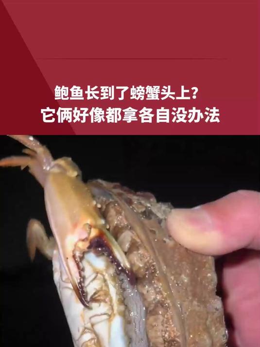 鲍鱼长到了螃蟹头上?它俩好像都拿各自没办法 应该分别叫没头脑和不高兴!