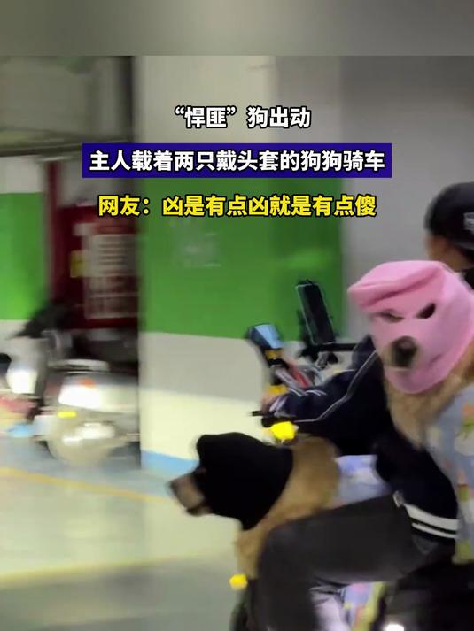 “悍匪”狗出动，主人载着两只戴头套的狗狗骑车