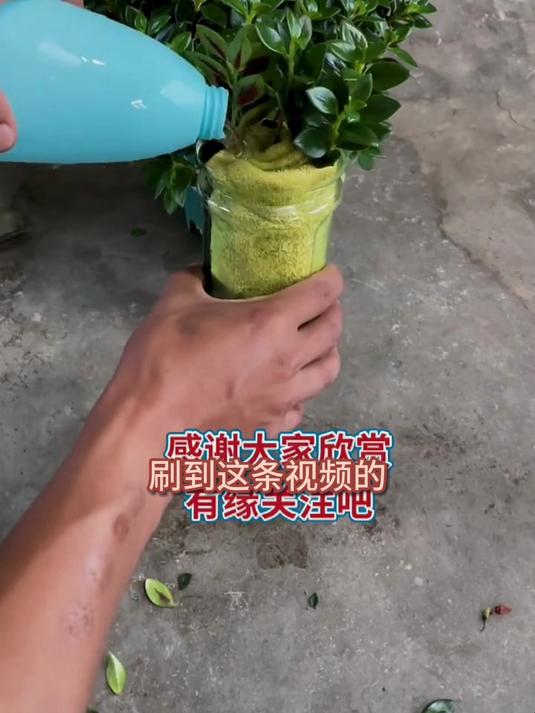 金鱼吊兰垂吊美学,客厅视觉延伸,小户型空间扩容秘籍!