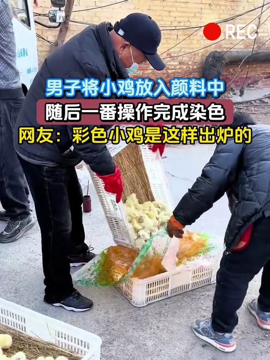 男子将小鸡放入颜料中,随后一番操作完成染色,网友:彩色小鸡是这样出炉的
