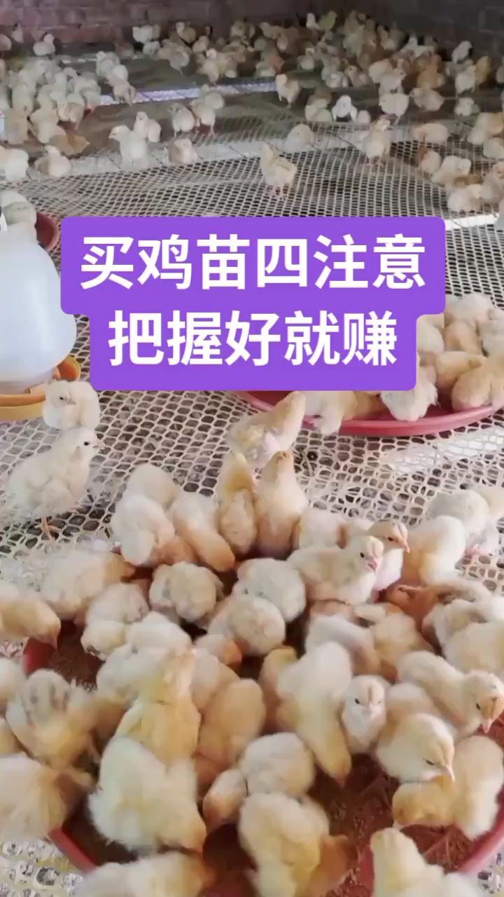 买鸡苗四注意,把握好就赚